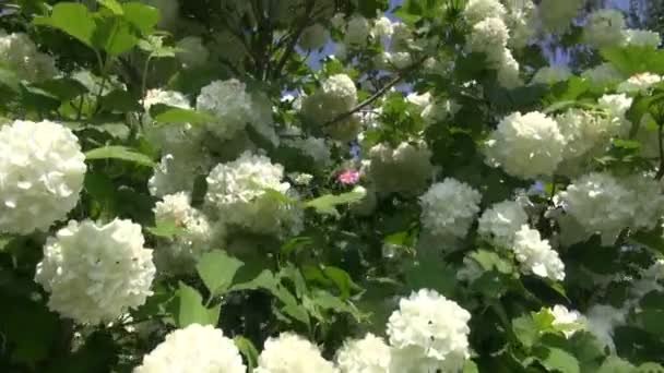 Belle floraison viburnum fleurs et ciel bleu — Video