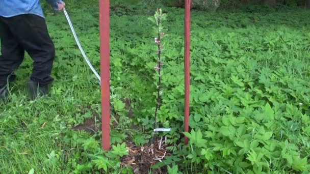 Slåtter med lie våren gräs i trädgården nära unga äppelträd — Stockvideo