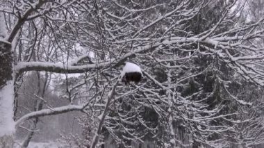 eski kuru ayçiçeği başındaki bahçede kış kar