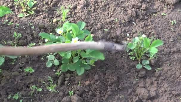 Weeding strawberry in spring garden — Stock Video