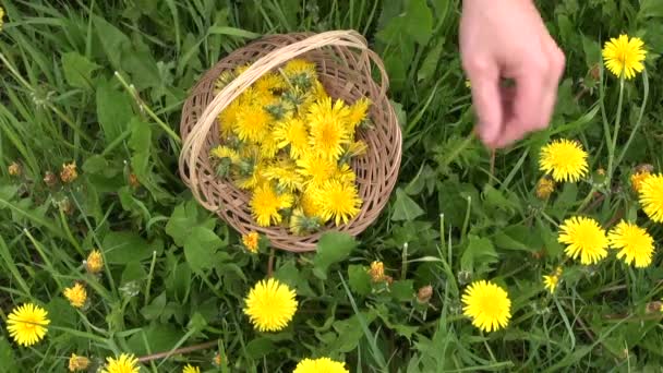 Wybrać kwiat mniszek świeże wiosenne dla zdrowej żywności — Wideo stockowe