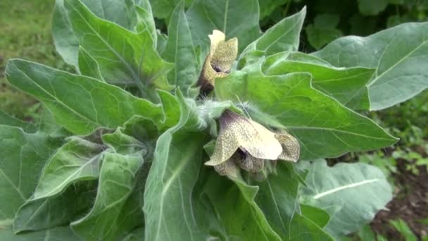 Henbane Hyoscyamus niger bela flor — Vídeo de Stock