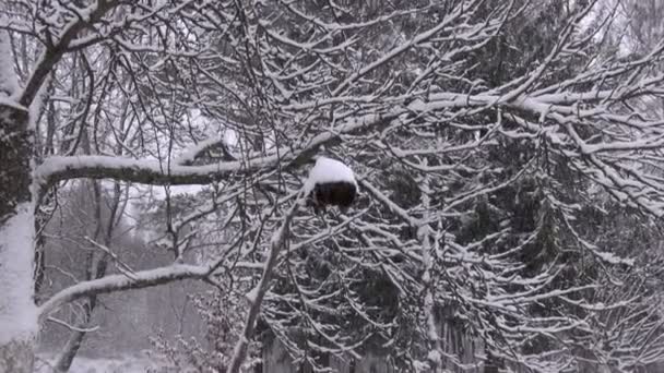 Neige hivernale neigeant dans le jardin sur vieux tournesol sec — Video