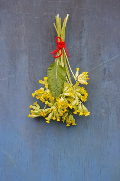 Cowslip flor médica monte na parede de madeira azul velho — Fotografia de Stock