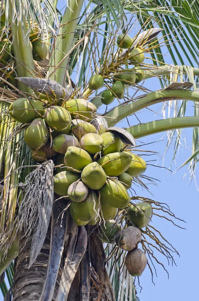 Orzechy kokosowe na palmie — Zdjęcie stockowe