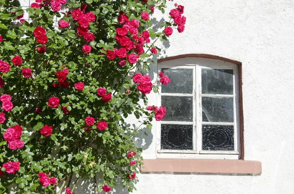 Piękny krzew róży w pobliżu okno na ścianie — Zdjęcie stockowe