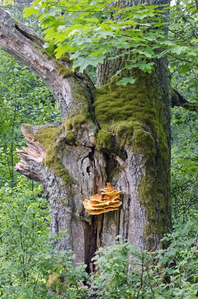 Vecchio tronco di quercia con fungo nel bosco — Foto Stock