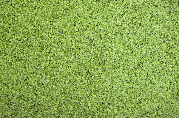 Duckweed coperto sulla superficie dell'acqua — Foto Stock