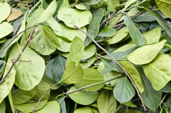 Čerstvé zelené betelové listy v Asii trh pozadí — Stock fotografie