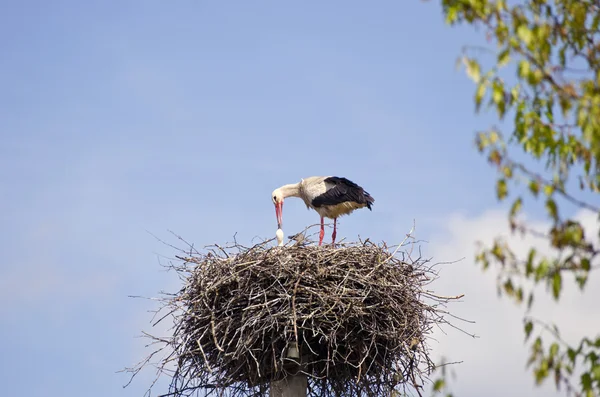 Hvit stork i rede på himmelbakgrunn – stockfoto