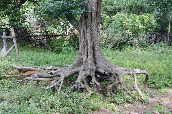 アジアにルーツを持つ木の幹 — ストック写真
