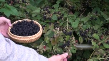 Bahçıvan malzeme çekme olgun böğürtlen