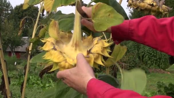 Tuinman oogsten rijp zonnebloem in tuin — Stockvideo