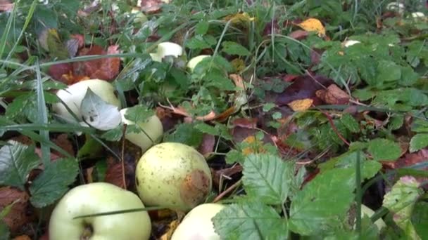 Niebla de la mañana de otoño y manzanas en el jardín viejo — Vídeos de Stock