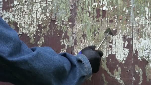 Arbeiter schrottet alte rissige Farbe von Holztür — Stockvideo