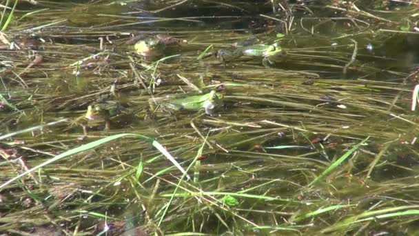 Green frog spawn time in spring pond — Stock Video