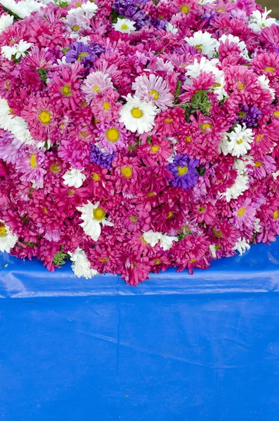 Aster flowers in asia market — Stock Photo, Image