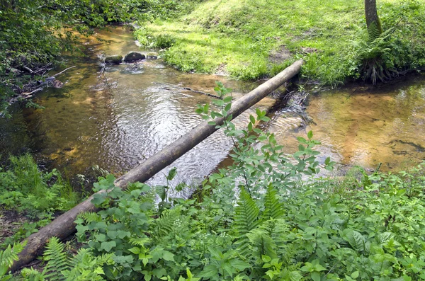 Pequeno rio limpo na floresta de reserva natural — Fotografia de Stock