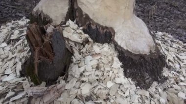 Kunduz tarafından alaşağı Avrupa kavak ağacı