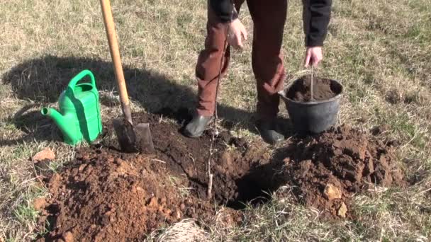 Gärtner im Obstgarten pflanzt jungen Apfelbaum — Stockvideo