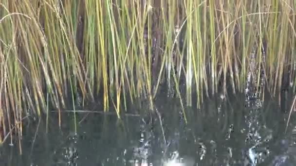 水和芦苇自然背景 — 图库视频影像