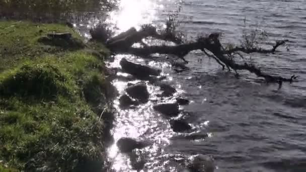 Jezero pobřeží a vody pozadí — Stock video
