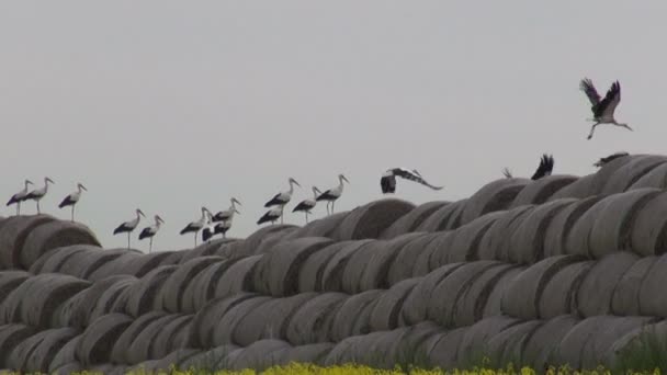 Gros groupe cigognes blanches sur balles de paille et champ de colza — Video