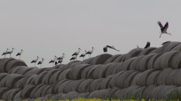 Grote groep witte ooievaars op strobalen en koolzaad veld — Stockvideo