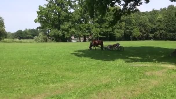 Carruagem puxada a cavalo e cavalo na relva do parque senhorial — Vídeo de Stock