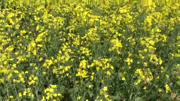 Viejos fardos de paja se apilan en hermoso campo de colza de verano — Vídeo de stock