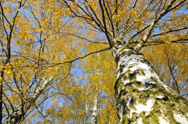 büyük huş Altın Sonbahar folliage