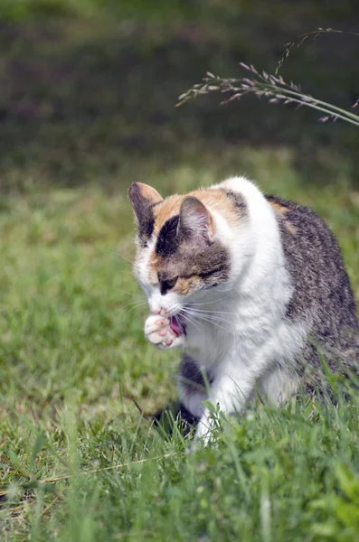 Junge Katze auf Gras waschen Gesicht — Stockfoto