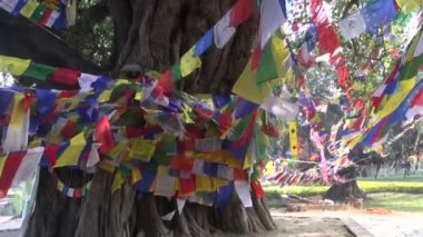 ağaç: lumbini, nepal renkli Budist bayraklı