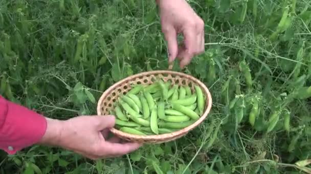 Colhendo ervilha verde madura fresca em cesta de vime pequena — Vídeo de Stock