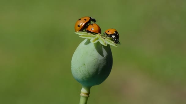 Three ladybird on green poppy seed box. One insect bug start to fly — Stock Video