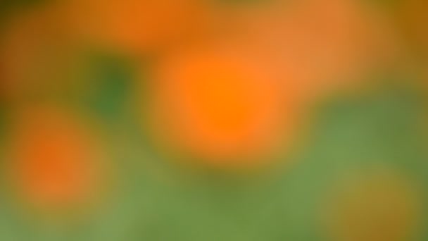 医療キンセンカの花夏のぼかし — ストック動画