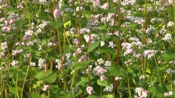 Beau champ de fleurs de sarrasin d'été 