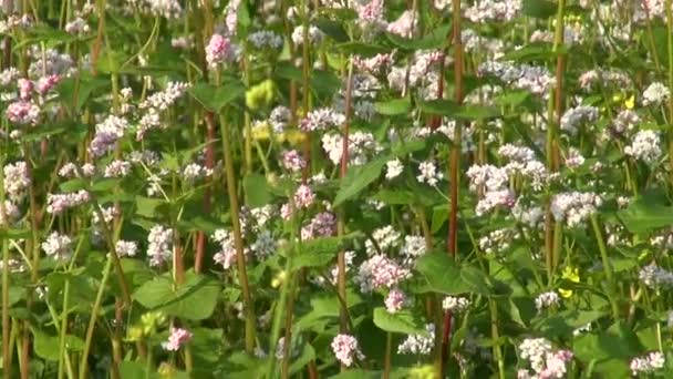 Vacker sommar bovete blommande fält — Stockvideo