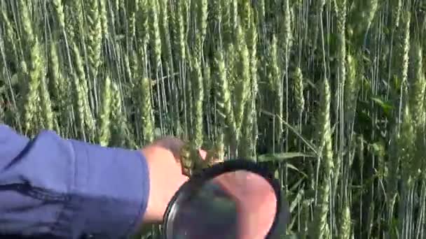 Agrónomo mirando a través de lupa espigas de trigo en campo de cultivo — Vídeo de stock