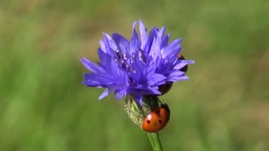 mavi peygamber çiçeği çiçeği üzerinde güzel ladybird ladybugs