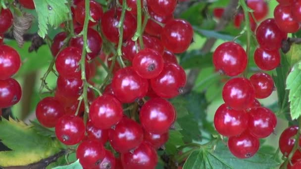 Röda vinbär mogna och färska bär som växer i trädgården — Stockvideo