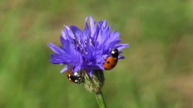 Peygamber Çiçeği çiçeği üzerinde güzel böcek uğur böceği ladybugs