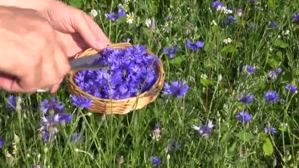 Cortar flor de aciano médica fresca en el campo — Vídeo de stock