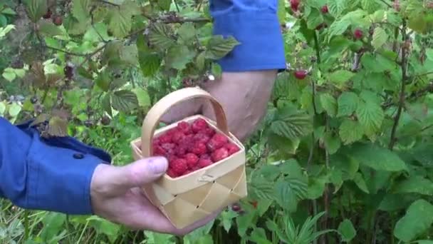 Gardener picking wild ripe raspberries — Stock Video