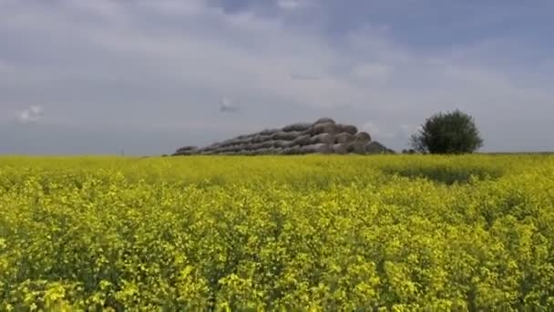 美しい黄色の菜種のフィールド上の古いわら俵スタック — ストック動画