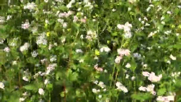 Beautiful summer time blossoming  buckwheat agriculture field — Stock Video