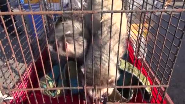 Dwie fretki ssak (Mustela putorius) w klatce — Wideo stockowe