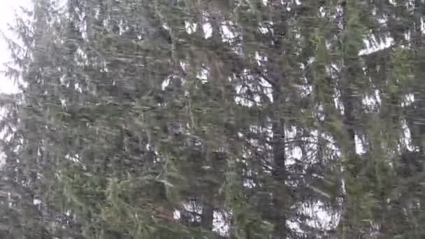 Invierno tormenta de nieve y abeto fondo — Vídeo de stock