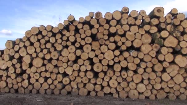 Vers gesneden boom logboeken stapel in de buurt van bos — Stockvideo