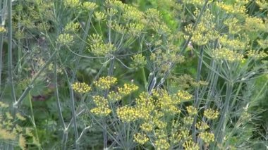 Çiftlik bahçede yaz dereotu şubeleri